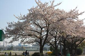 ４コーナー寄りの桜