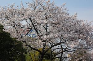 東京モノレール駅側入り口通路の桜