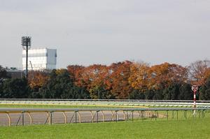 東京競馬場