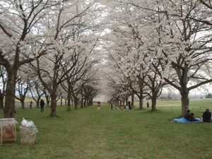 桜並木