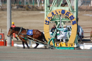 福寿草特別優勝馬タケノビジン