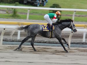 優勝馬マコトスパルビエロ