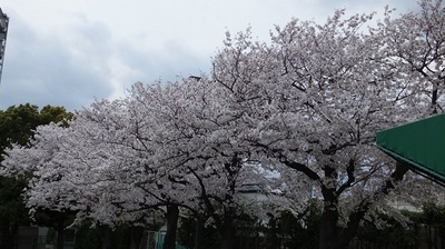 大井競馬場の桜