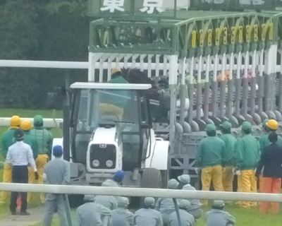 ゲート内で立ち上がるサトノクラウン