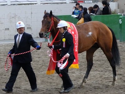 優勝馬ソルテ