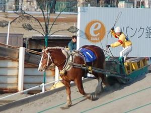 クリスタル特別優勝馬ジャングルソング