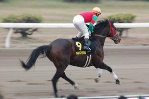 マイネルアワグラス（ＪＲＡ）