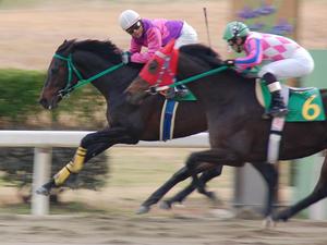 愛知県畜産特別ゴール前