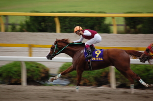 優勝馬プライドキム