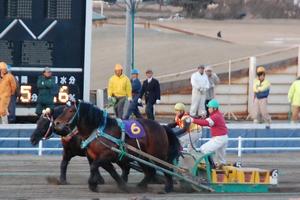 カネサブラック・ニシキダイジンが並ぶ