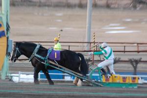 ６着ヨコハマイサム