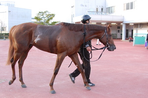 優勝馬エスポワールシチー