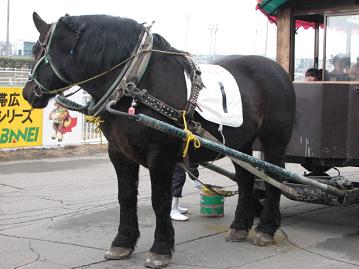 馬車を引くリッキー