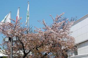 中山の桜