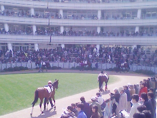 中山競馬場パドック