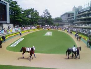 東京競馬場パドック