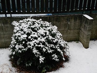 東京も雪です