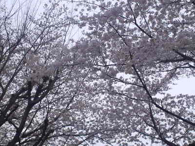 近所の桜